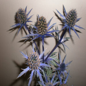 ERYNGIUM zabellii 'Big Blue' PP20636