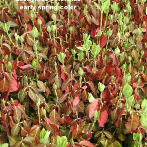 EUONYMUS fortunei 'Colorata'