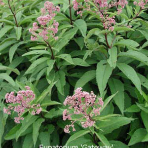 EUPATORIUM maculatum 'Gateway'