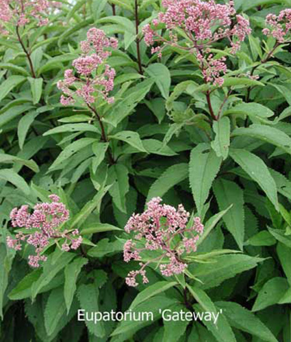 EUPATORIUM maculatum 'Gateway'