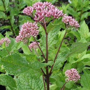 EUPATORIUM dubium 'Little Joe' PP16122