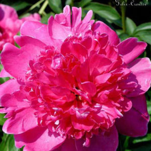 PAEONIA 'Felix-Crousse'
