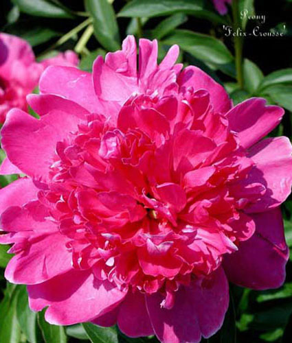 PAEONIA 'Felix-Crousse'