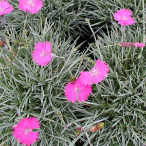 DIANTHUS gratianopolitanus 'Firewitch'