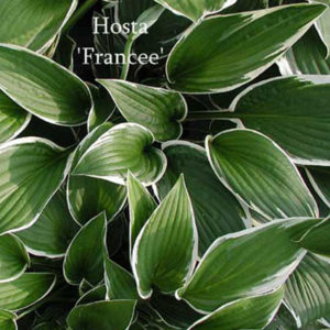 HOSTA 'Francee'