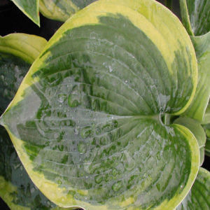 HOSTA 'Frances Williams'