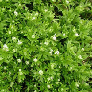GALIUM odoratum