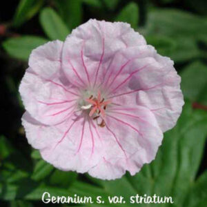 GERANIUM sanguineum var. 'Striatum'