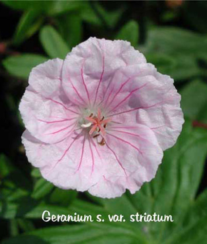 GERANIUM sanguineum var. 'Striatum'