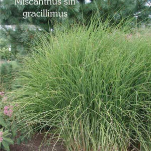 MISCANTHUS sinensis 'Gracillimus'