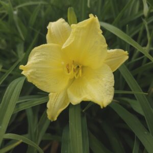 HEMEROCALLIS 'Happy Returns'