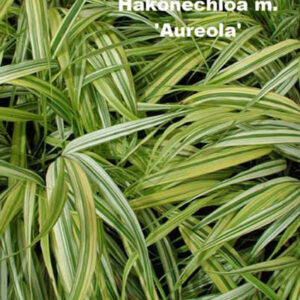 HAKONECHLOA macra 'Aureola'