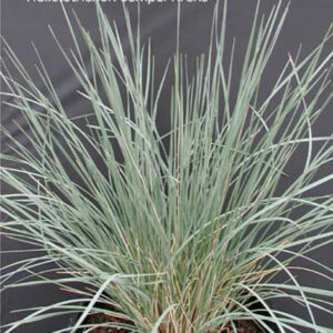 HELICTOTRICHON sempervirens