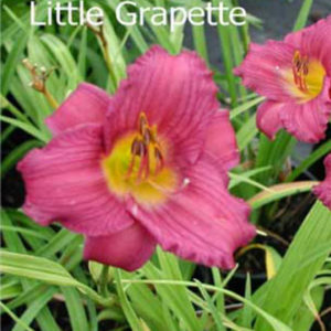HEMEROCALLIS 'Little Grapette'
