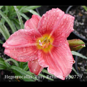 HEMEROCALLIS 'Rosy Returns'