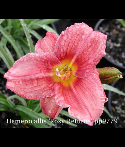 HEMEROCALLIS 'Rosy Returns'