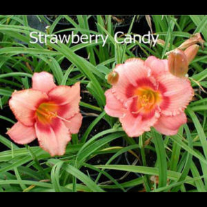 HEMEROCALLIS 'Strawberry Candy'