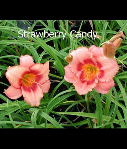 HEMEROCALLIS 'Strawberry Candy'