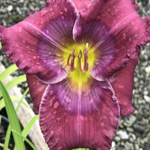 HEMEROCALLIS 'Lavender Blue Baby'