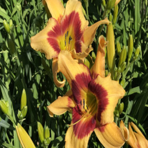 HEMEROCALLIS RAINBOW RHYTHM&reg; Collection 'Tiger Swirl'