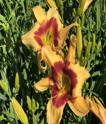 HEMEROCALLIS RAINBOW RHYTHM® Collection 'Tiger Swirl'