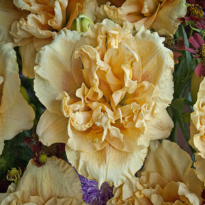 HEMEROCALLIS RAINBOW RHYTHM&reg; Collection 'Siloam Peony Display'