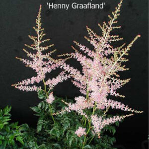 ASTILBE simplicifolia 'Hennie Graafland'
