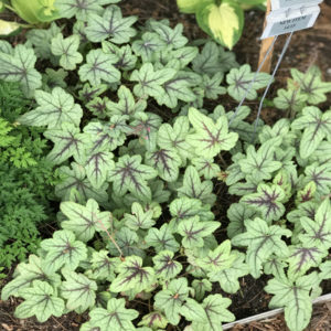 HEUCHERELLA 'Pink Fizz' PP26947