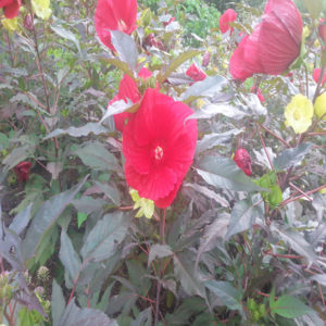 HIBISCUS moscheutos 'Midnight Marvel' PP24079
