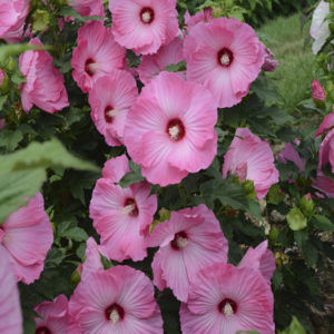 HIBISCUS moscheutos 'Airbrush Effect' PP29295