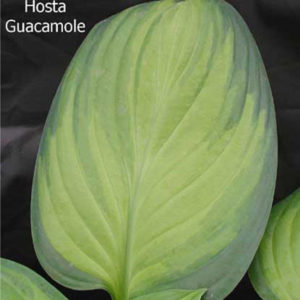 HOSTA 'Guacamole'