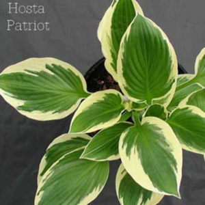 HOSTA 'Patriot'