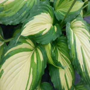HOSTA 'Angel Falls' PP28785