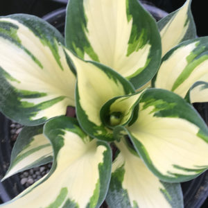 HOSTA 'Fire and Ice'