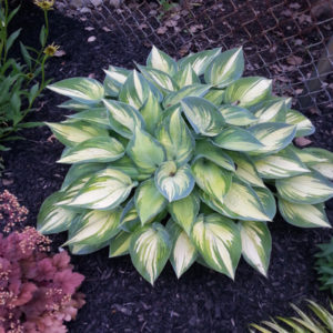 HOSTA 'June'