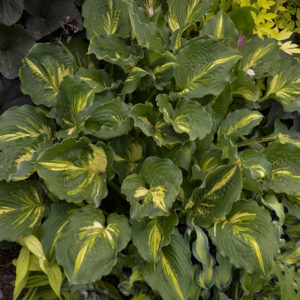 HOSTA 'Lakeside Paisley Print'