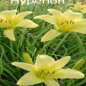 HEMEROCALLIS 'Hyperion'