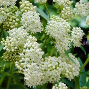ASCLEPIAS incarnata 'Ice Ballet'