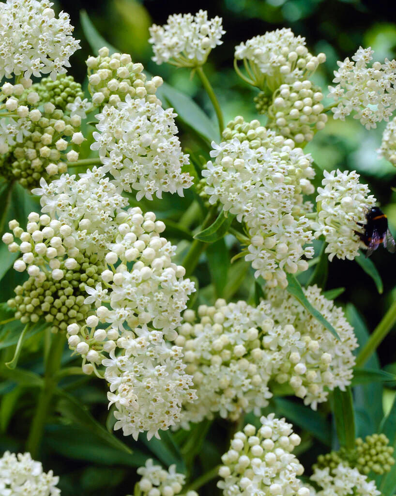 ASCLEPIAS incarnata 'Ice Ballet'