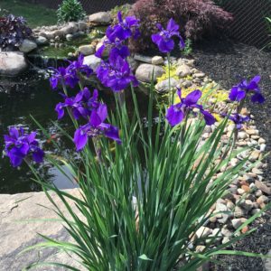 IRIS sibirica 'Caesar's Brother'