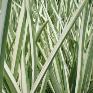 IRIS ensata 'Variegata'