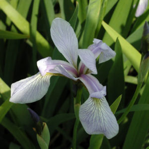 IRIS versicolor