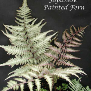 ATHYRIUM niponicum 'Pictum'