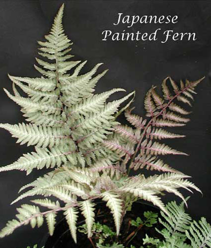 ATHYRIUM niponicum 'Pictum'