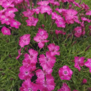 DIANTHUS KAHORI®