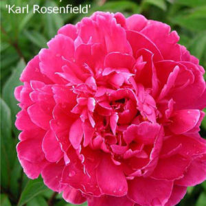 PAEONIA 'Karl Rosenfield'