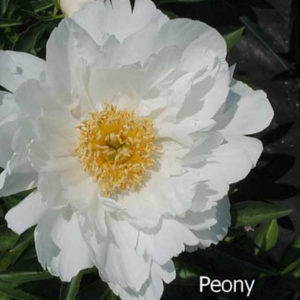 PAEONIA 'Krinkled White'
