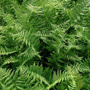 ATHYRIUM filix-femina (Lady fern)