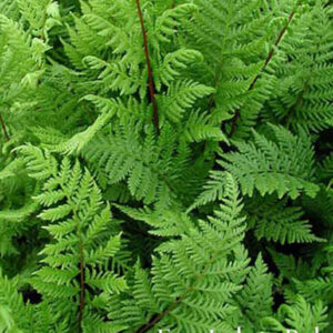 ATHYRIUM augustatum forma rubellum 'Lady in Red'