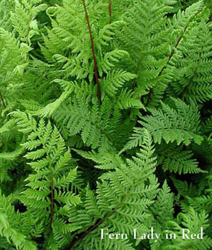 ATHYRIUM augustatum forma rubellum 'Lady in Red'